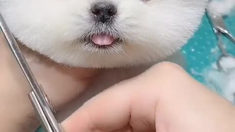 Cute and Funny Cat vs Dogs Videos Compilation 2021_#shorts