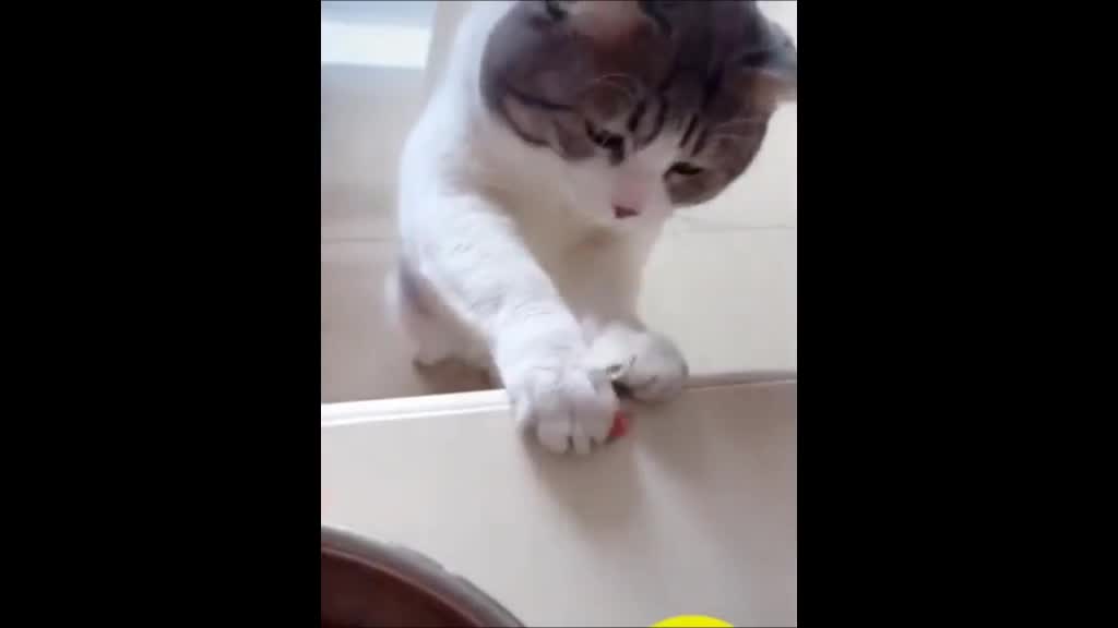 cat funny sweet