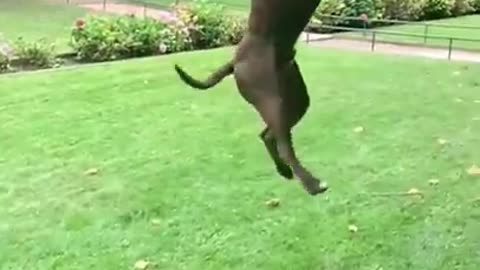 Dog supar first jump
