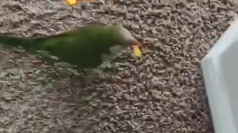 Bird Side Of TikTok