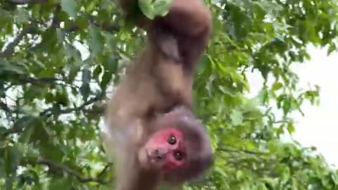 #babymonkey #Animalht #monkeys #animallovers❤️ #cocakamonkey animals #viral #monkey #cute_12