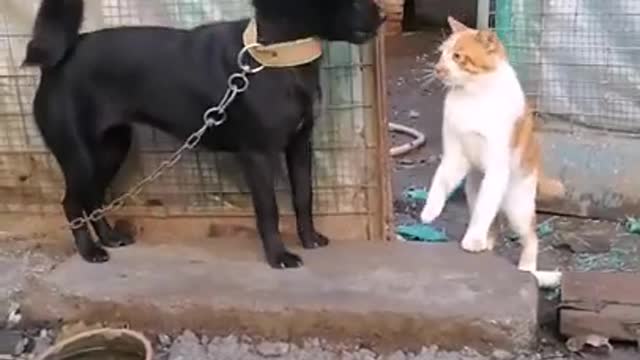 BABY DOG @ BABY CAT FIGHTING VIDEO DON'T MISS IT .IN INDIA