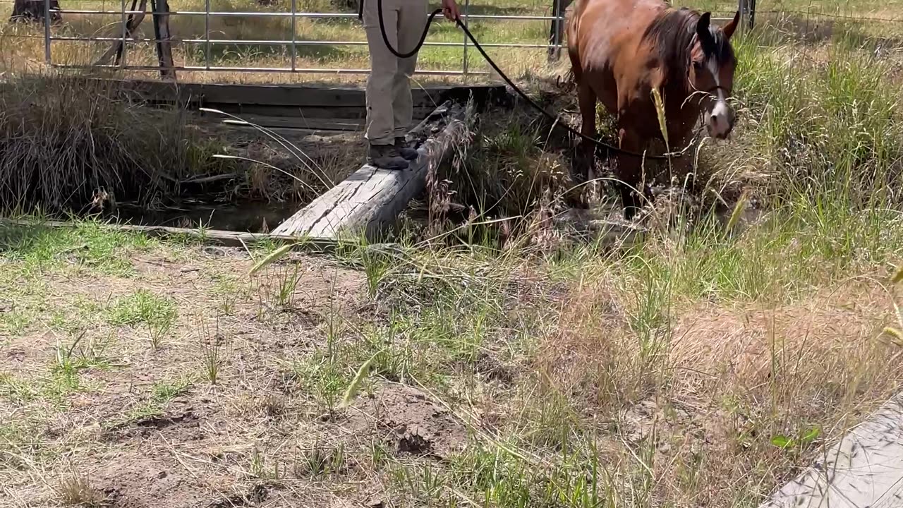 Watch Jazz the Arabian gelding show his smarts!