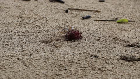 Crab working the beach