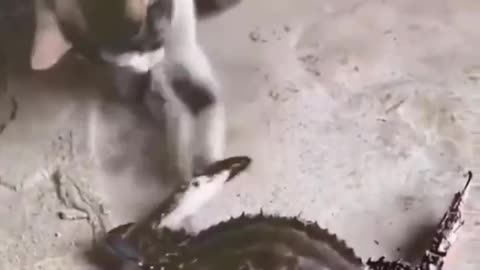 Playing with a crab and getting caught by a crab