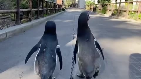 Monty the Humboldt penguin celebrating his 6th hatch day