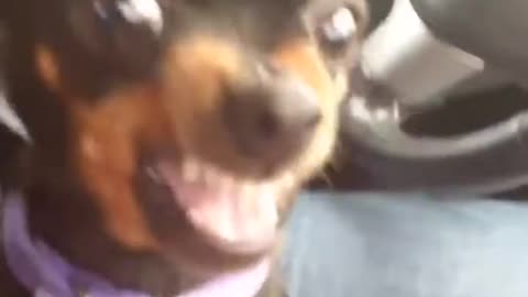 An enraged dog is threatening to bite his owner!