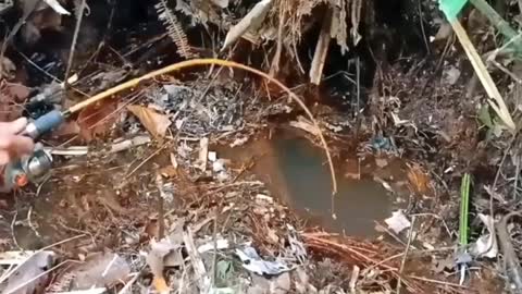 Fishing to get unique and expensive fish species