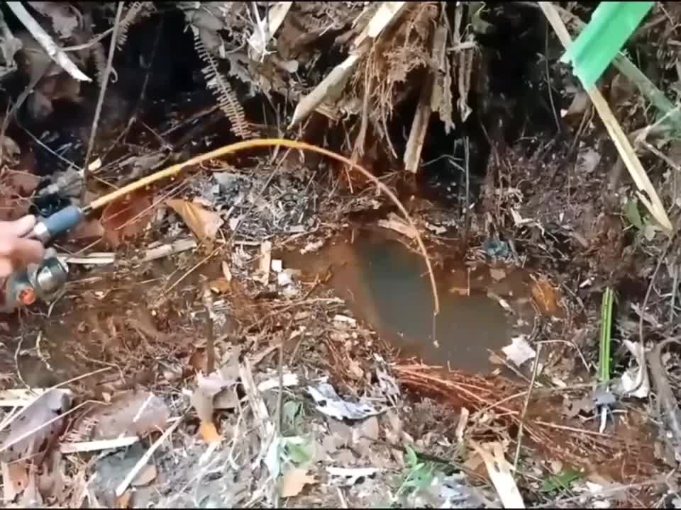 Fishing to get unique and expensive fish species