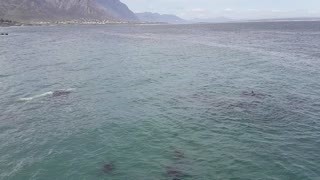 Rare Encounter with Whale Calf