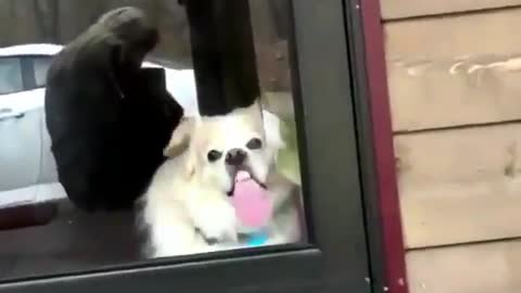 A dog eager to go out and play