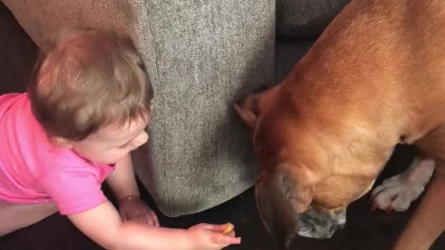 Baby preciously feeds her boxer buddy