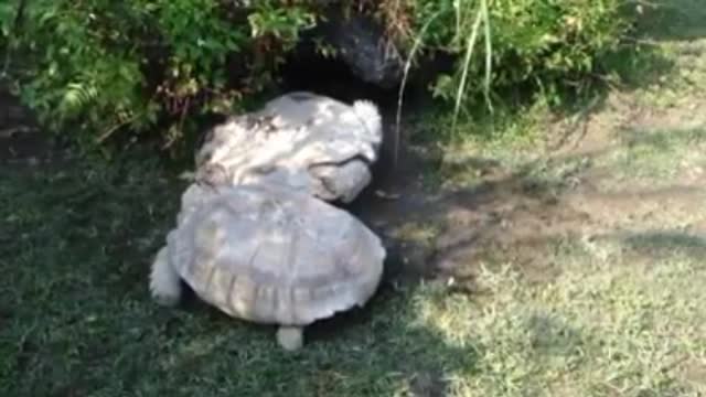 What a beautiful lesson from tortoise