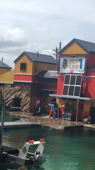 Funny Smart Cute Sea Lion Show