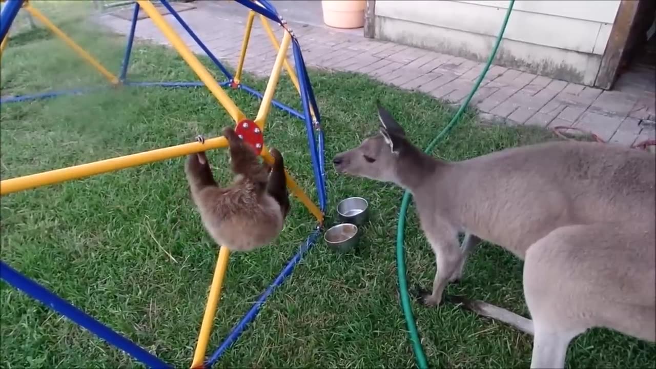 Baby Sloths acting like babys