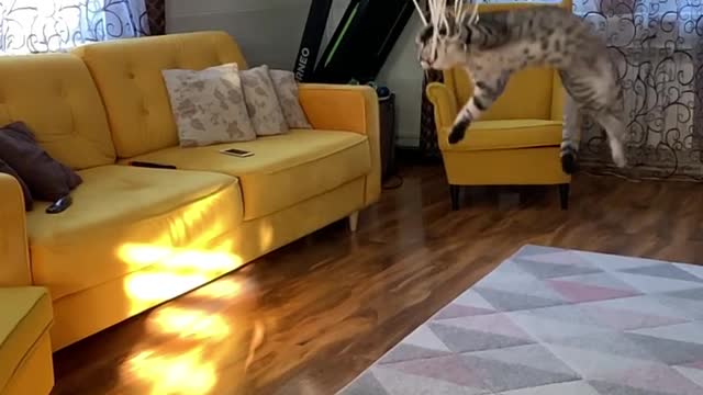 Cat jumps high to catch the balloons