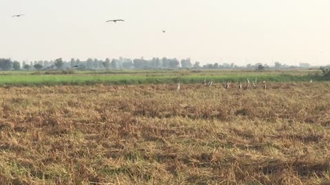 To visit field crop see bird find food