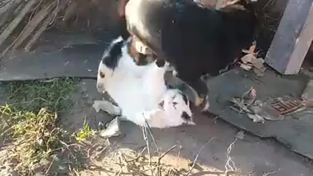Cat vs Dog Funny Fight Video 2020