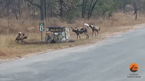 hyena cornered by wild dogs calls for help from another hyena