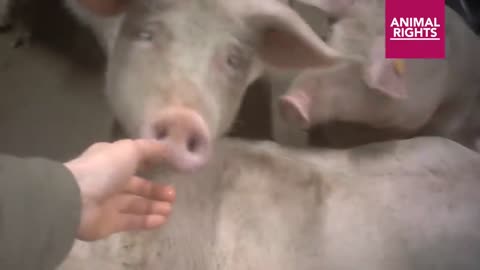 PIGS BOILED ALIVE - LEAVE ANIMALS ALONE