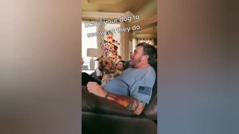 Funny animal video
