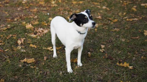 White Dog in the Park