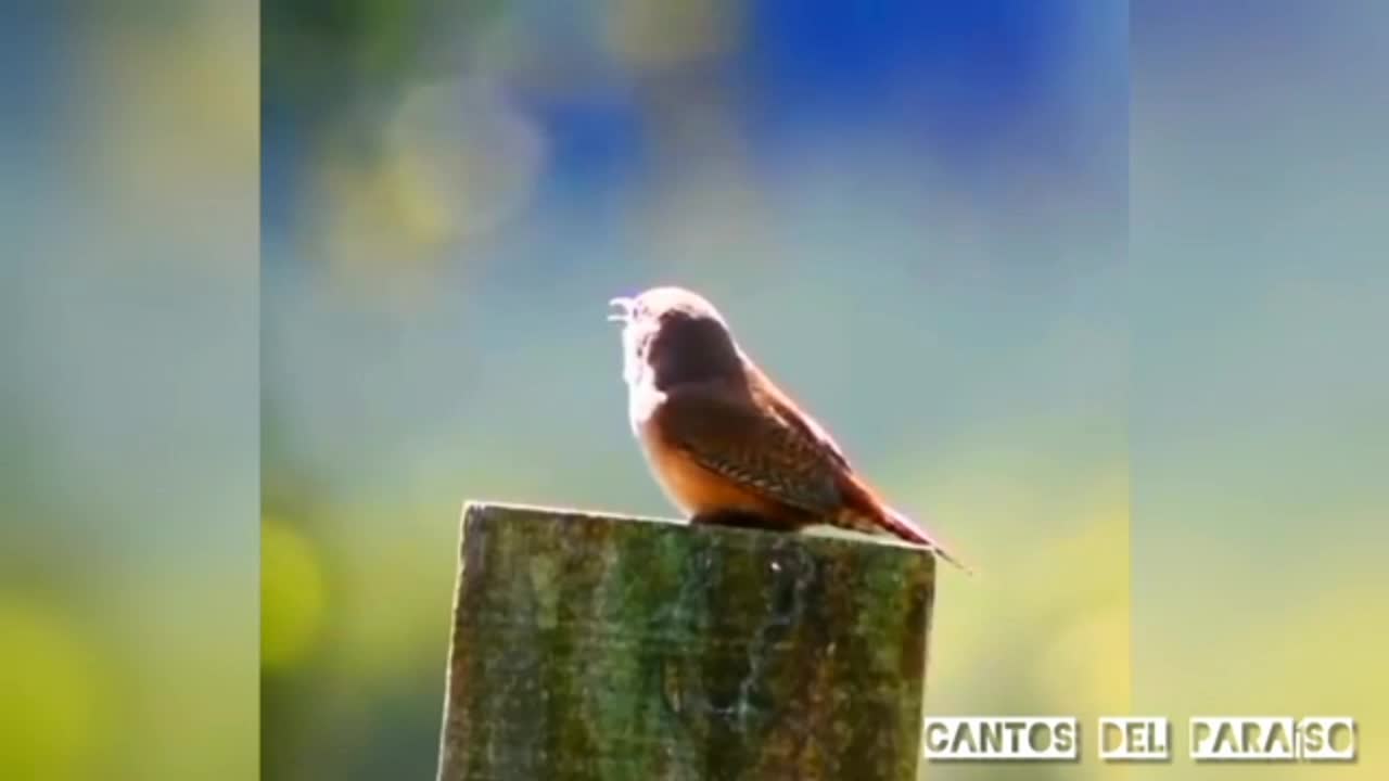 Cute bird