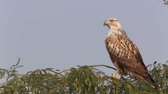 Animal Avian Bird Buzzard Perched Wildlife The most beautiful hawks