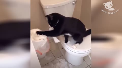 Gatos Graciosos - Videos de Risa de Gatos Chistosos