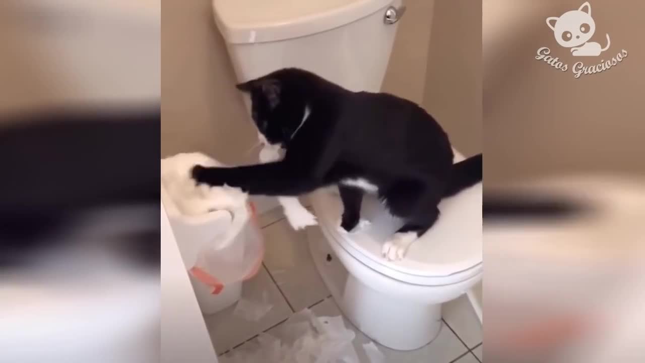Gatos Graciosos - Videos de Risa de Gatos Chistosos