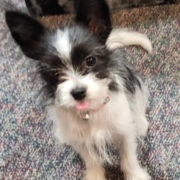 Happy 1st Birthday Bella