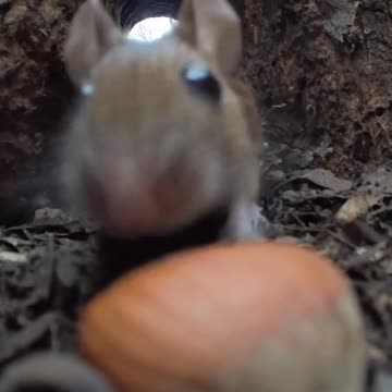 Perfect crime & mouse thief