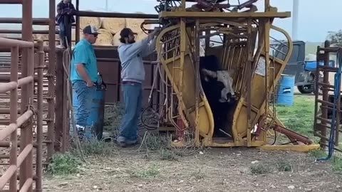 Angry Bull kicked to dog