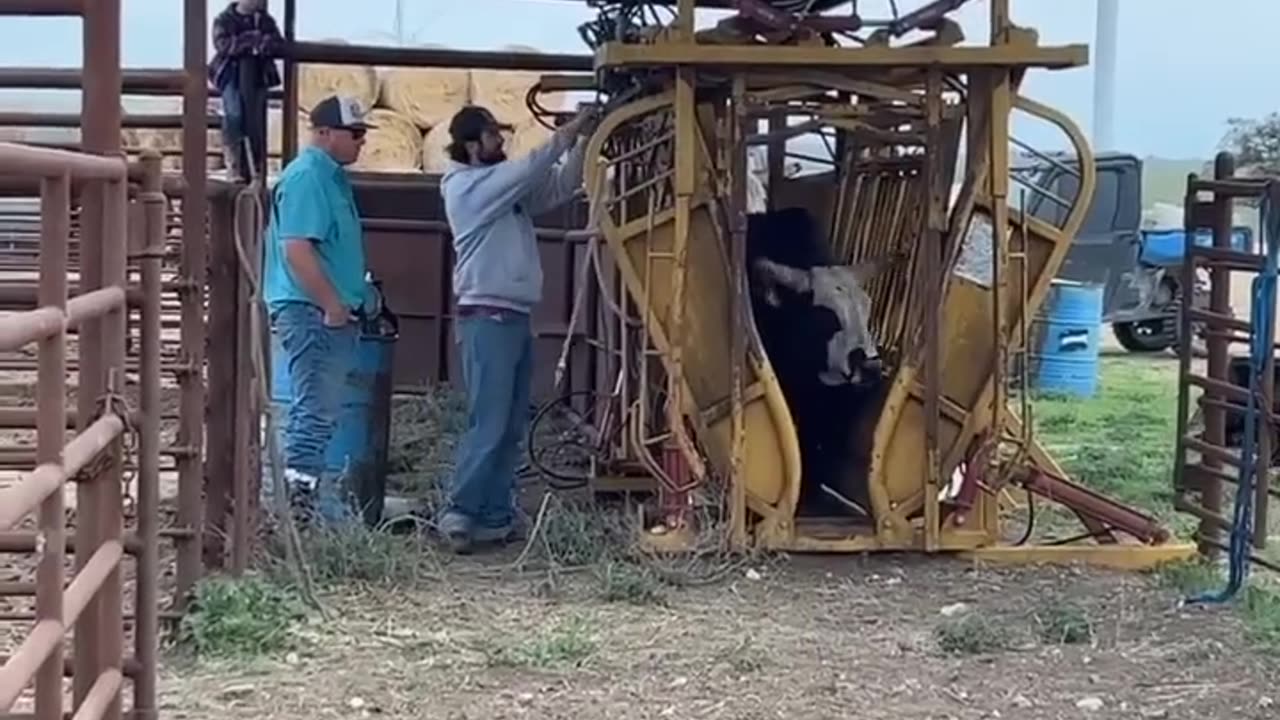 Angry Bull kicked to dog