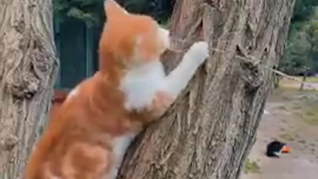 Cats - Baby cats - funny and fluffy (70) / Gatos - Filhotes - engraçados e fofos (70) #shorts