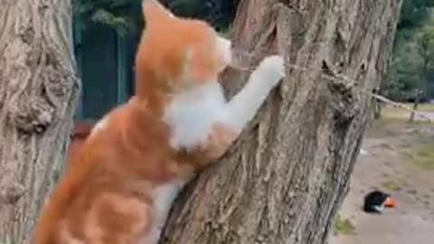Cats - Baby cats - funny and fluffy (70) / Gatos - Filhotes - engraçados e fofos (70) #shorts