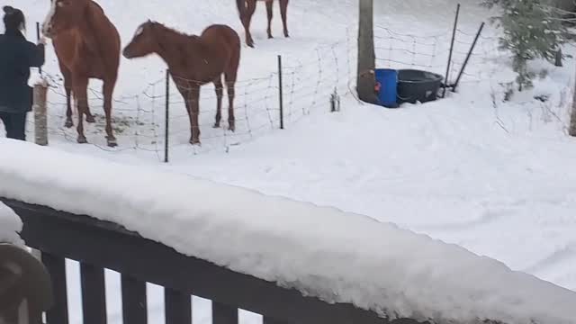 Horses Morning feeding