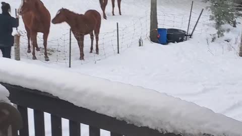 Horses Morning feeding