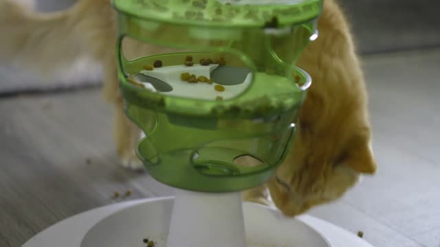 Cat scoring food from feeding tower