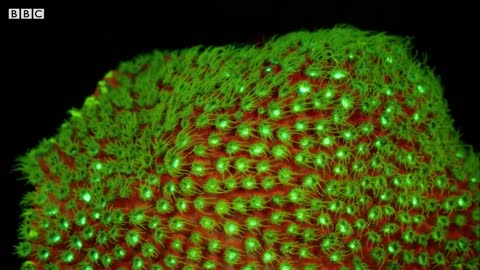 Fluorescent Coral Glows in the Depth of the Ocean | BBC Earth