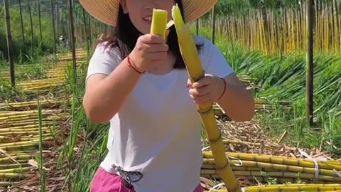 Sweet and juicy sugarcane