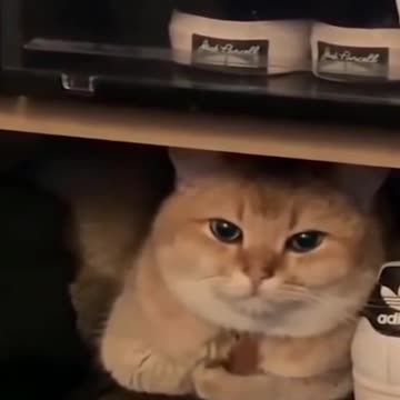 Funniest pets- Best Of The 2021 Funny pets Videos #1