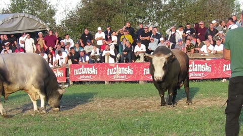 Zećo od Đulana vs Rony od Dubice