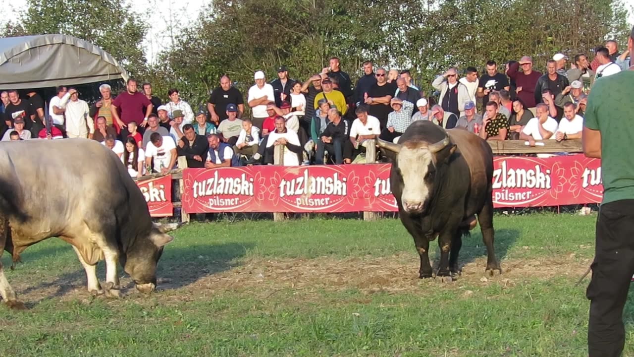 Zećo od Đulana vs Rony od Dubice