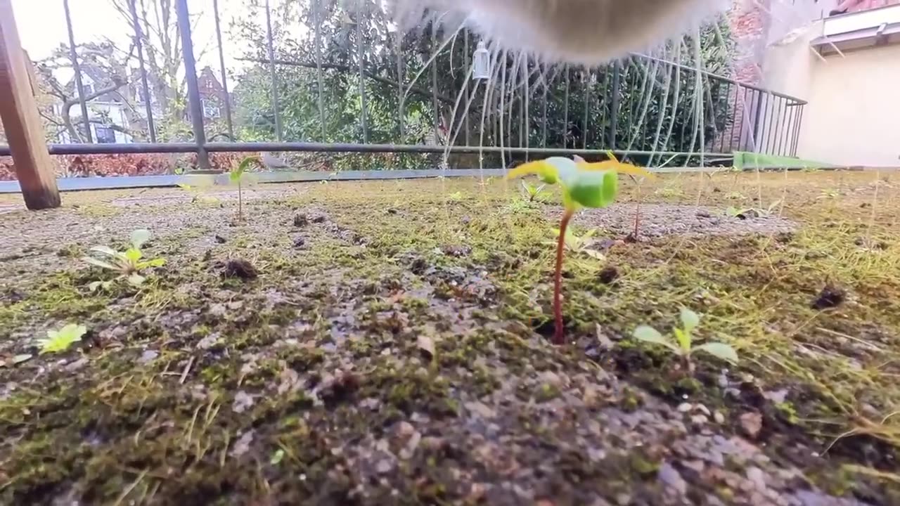 This CAT has a CAMERA and became a VLOGGER