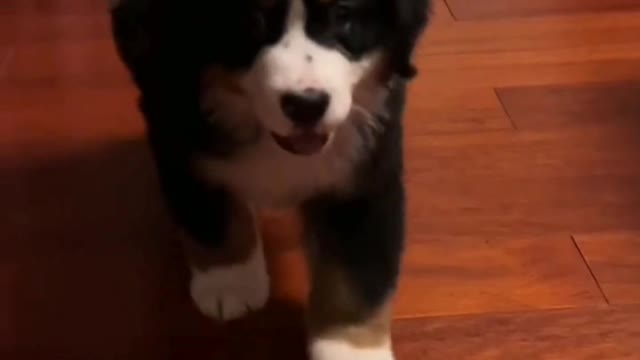 A puppy that can melt your heart