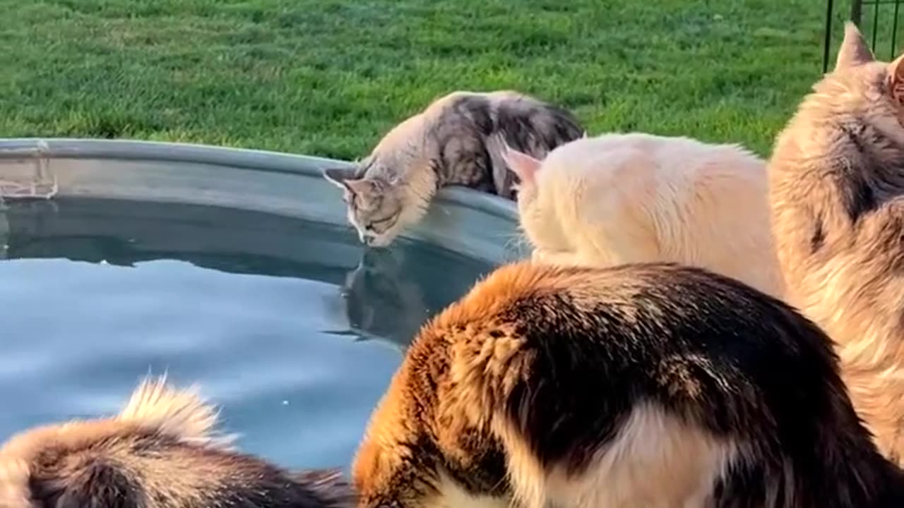 Cat team drinking water