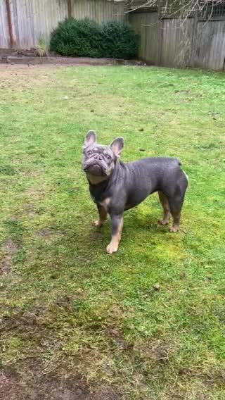 Bernadette the frenchie!