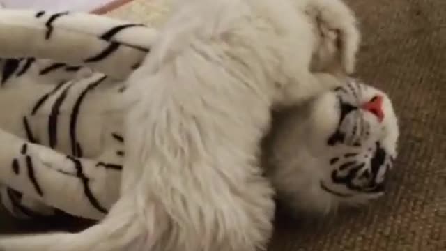 White dog attacks stuffed tiger in slowmo