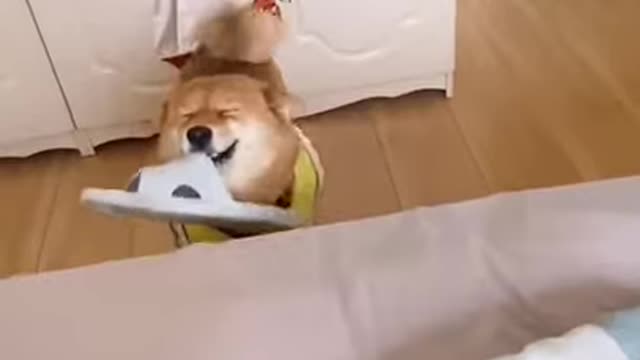 🐶 That's one happy dog - Cute and Funny Dog Videos